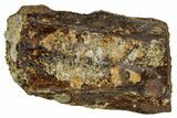 Fossil Triceratops Shed Tooth - Montana #350687-1